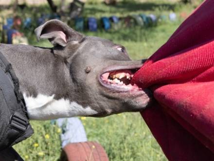 Orland Park, IL Dog Bite Attorney